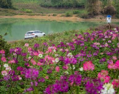Cùng Toyota Corolla Cross hybrid khám phá thảo nguyên Đồng Lâm cách Hà Nội 130km